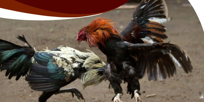 Đá Gà Mạng Campuchia BK8 – Thế Giới Cá Cược Đỉnh Cao 2 Cách kiểm soát vốn khi chơi đá gà mạng campuchia BK8