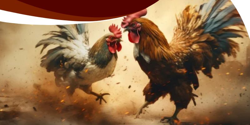Đá Gà Nòi Trực Tiếp BK8 – Mãn Nhãn Những Trận Đấu Kịch Tính 2 Lý do đá gà nòi trực tiếp tại BK8 luôn hấp dẫn người chơi
