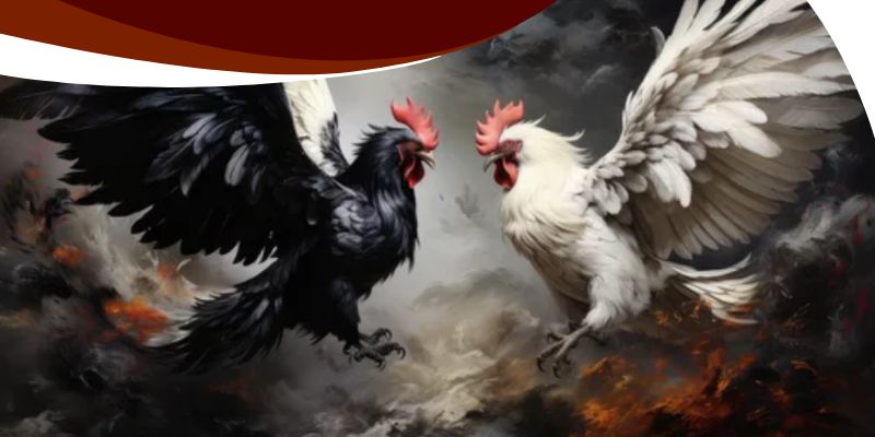 Đá Gà Nòi Trực Tiếp BK8 – Mãn Nhãn Những Trận Đấu Kịch Tính 3 Mỗi chiến kê sẽ có một lối đá khác nhau và kỹ thuật cũng khác