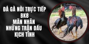 Đá Gà Nòi Trực Tiếp BK8 – Mãn Nhãn Những Trận Đấu Kịch Tính