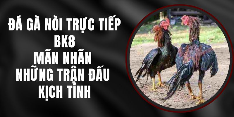 Đá Gà Nòi Trực Tiếp BK8 – Mãn Nhãn Những Trận Đấu Kịch Tính