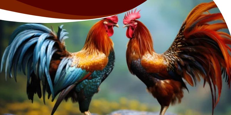 Đá Gà Peru Cựa Dao BK8 – Thế Giới Của Những Chiến Kê Bất Bại 3 Cược đa dạng với tỷ lệ kèo hấp dẫn, cạnh tranh nhất thị trường
