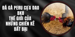 Đá Gà Peru Cựa Dao BK8 – Thế Giới Của Những Chiến Kê Bất Bại